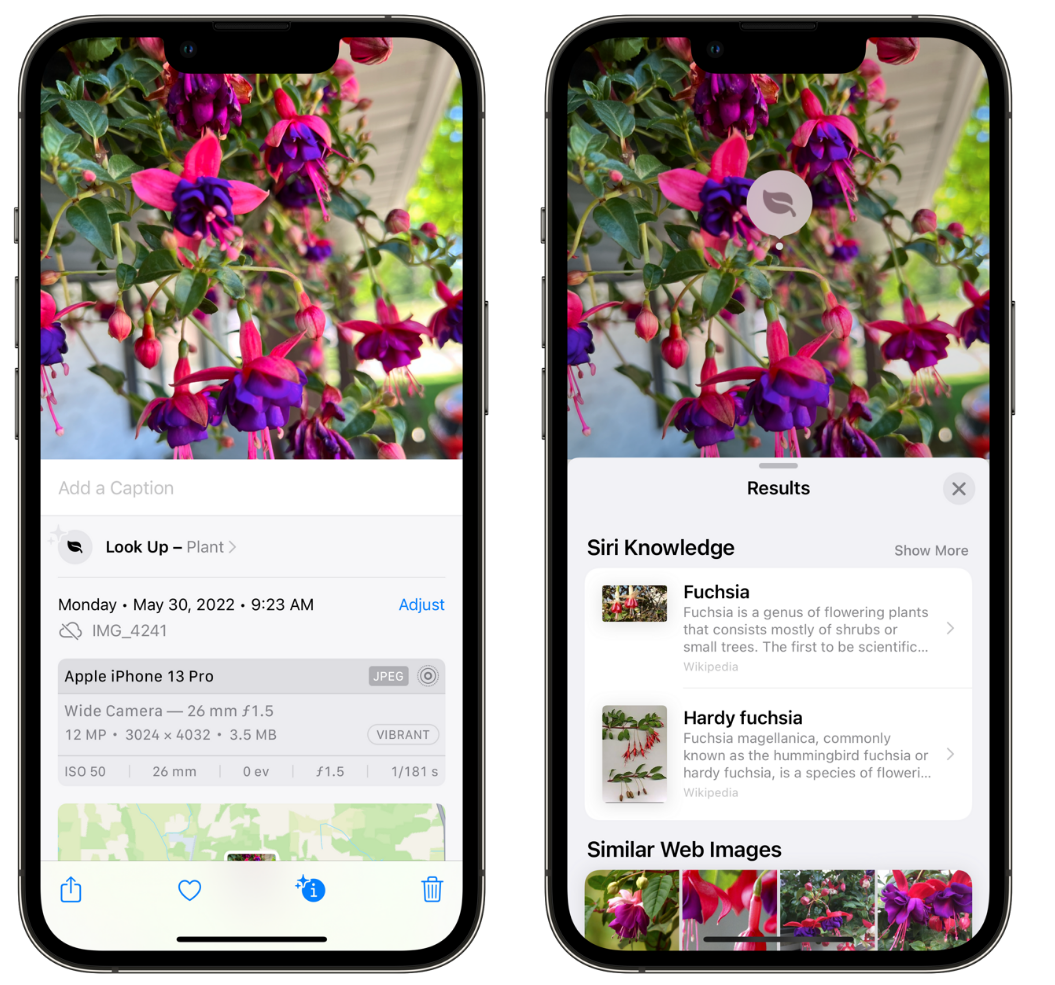 三元苹果手机维修分享小技巧：使用 iPhone 相机识别花卉植物 
